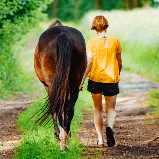 End-of-Life Care: Horses