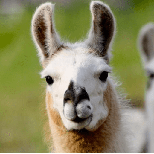 Alpaca and Llama Care