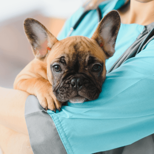 Wellness and Preventative Care