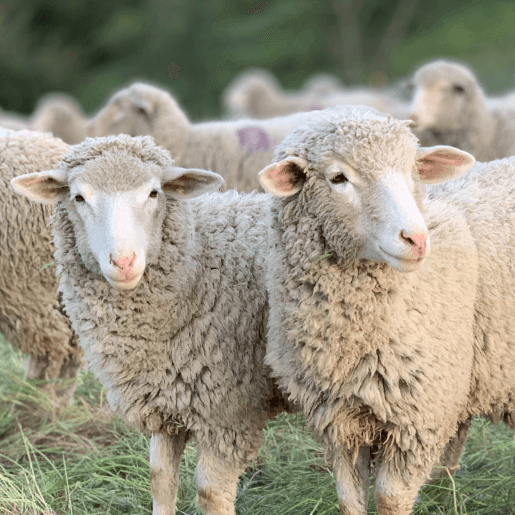 Goat and Sheep Care