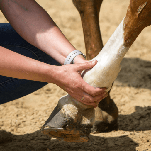 Large Animal Emergency Services