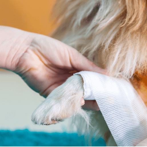 Small Animal Emergency Services